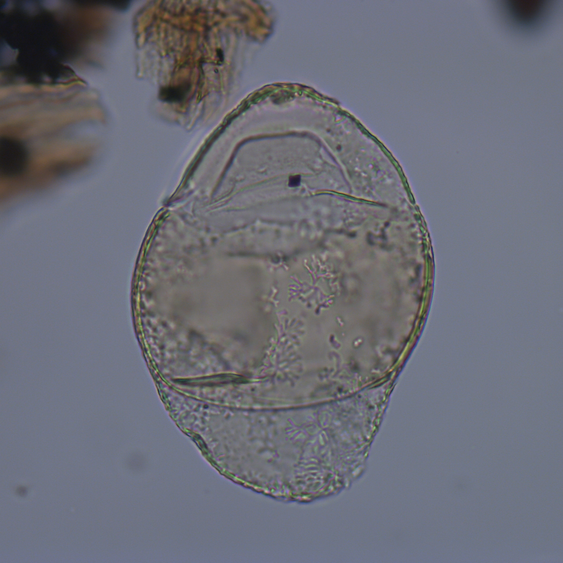 Isabelidinium cretaceum, U1581-28R-6W, 106-110, sl. 1, U32, foto-b.jpg